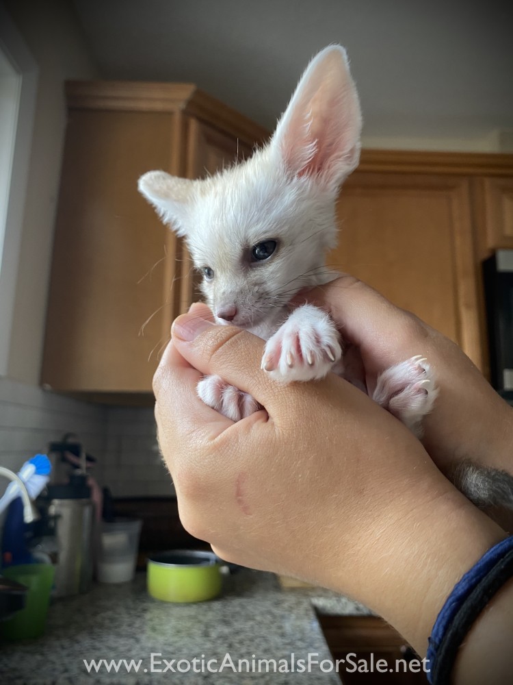 Fennec Fox For Sale