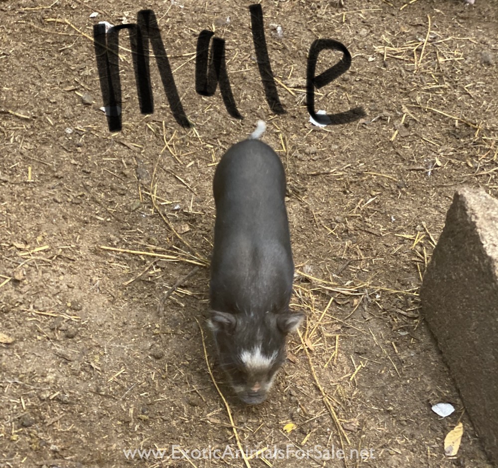 Potbelly Piglets for Sale