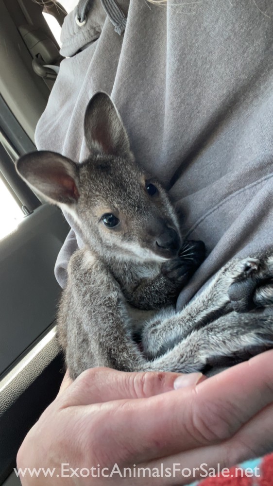 Male Wallaby for Sale