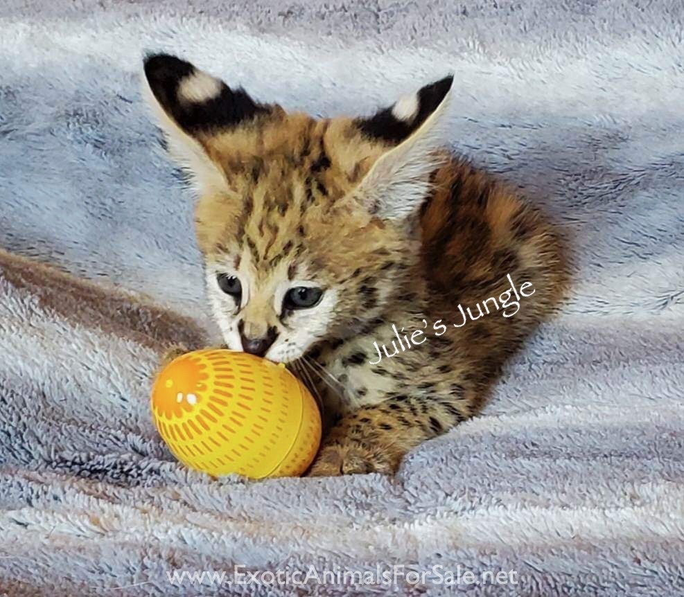 Serval female kitten for Sale