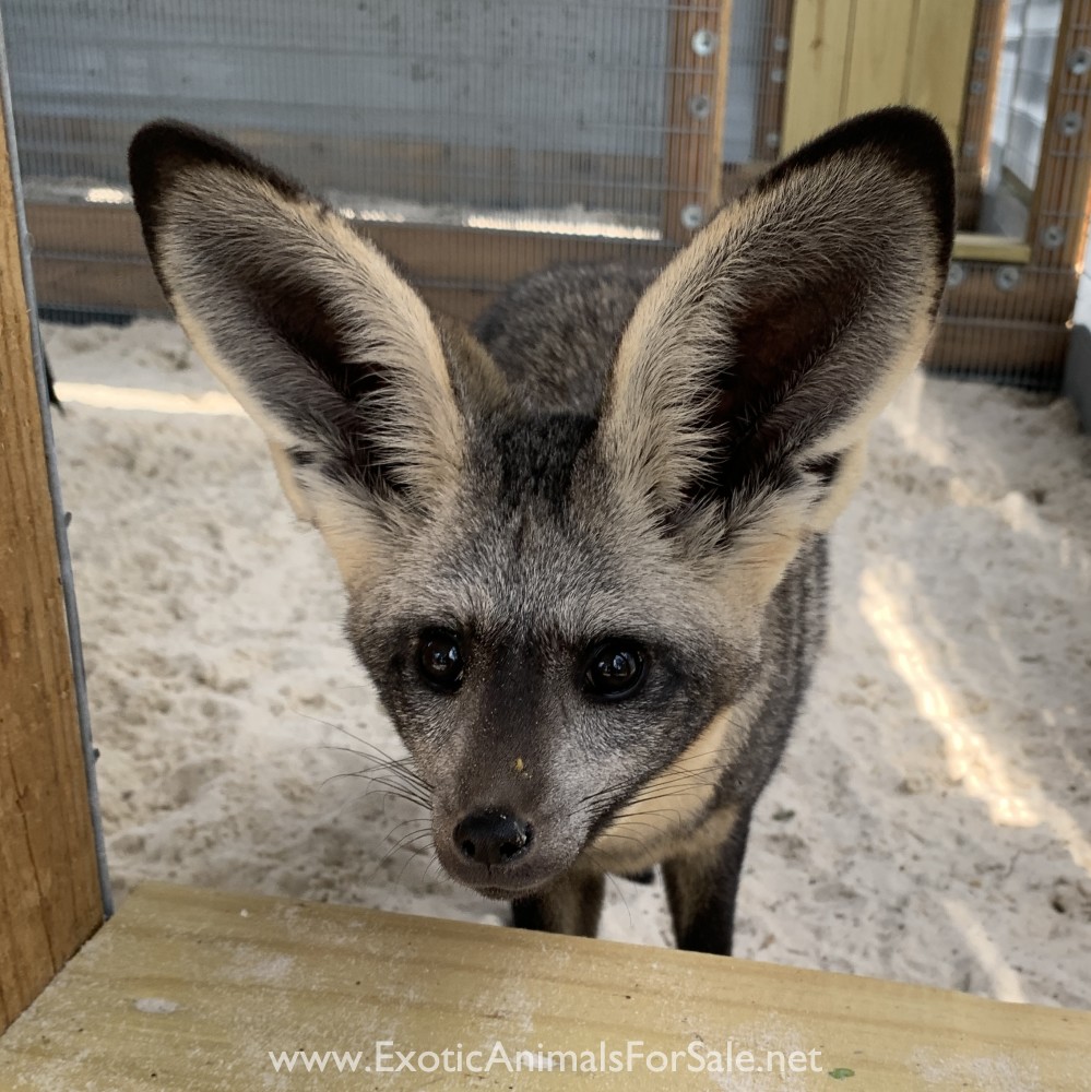 Bat Eared Fox Pairs for Sale