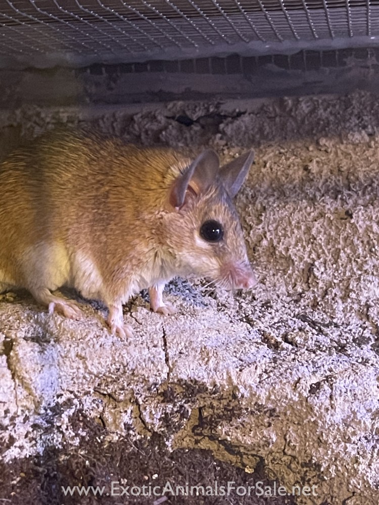 Male Egyptian Spiny Mice for sale for Sale