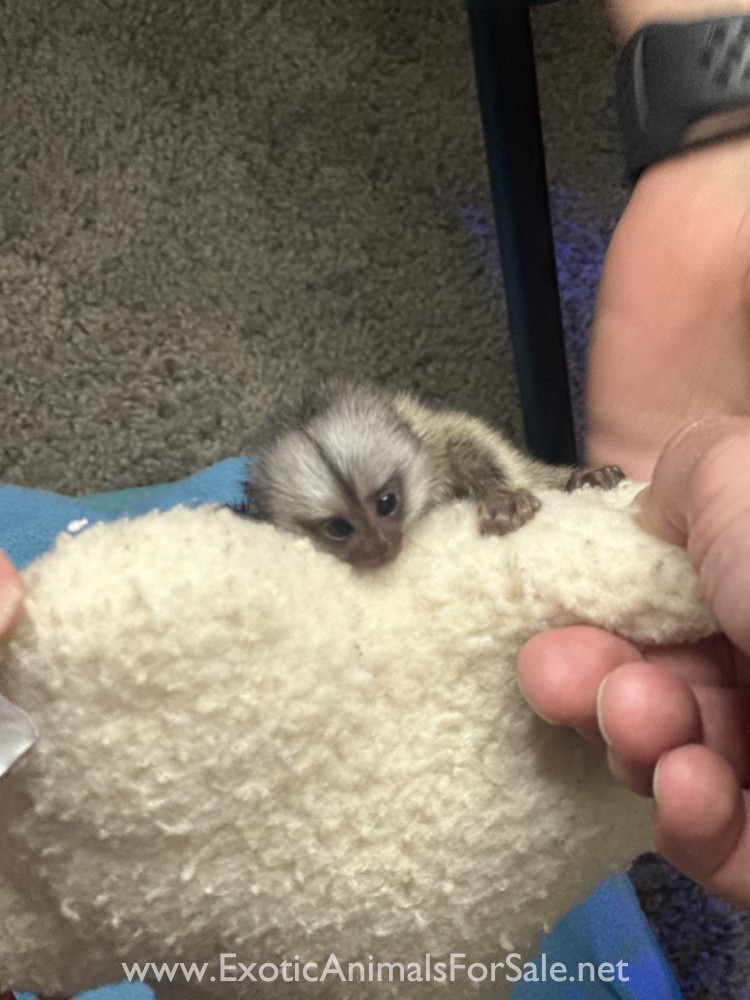 Marmoset monkey for Sale