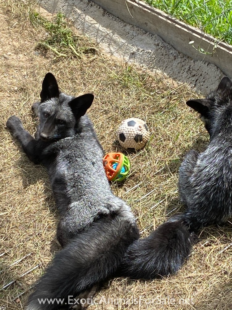 Foxes For Sale