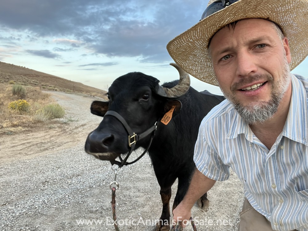 (SOLD)Milking water buffalo for Sale