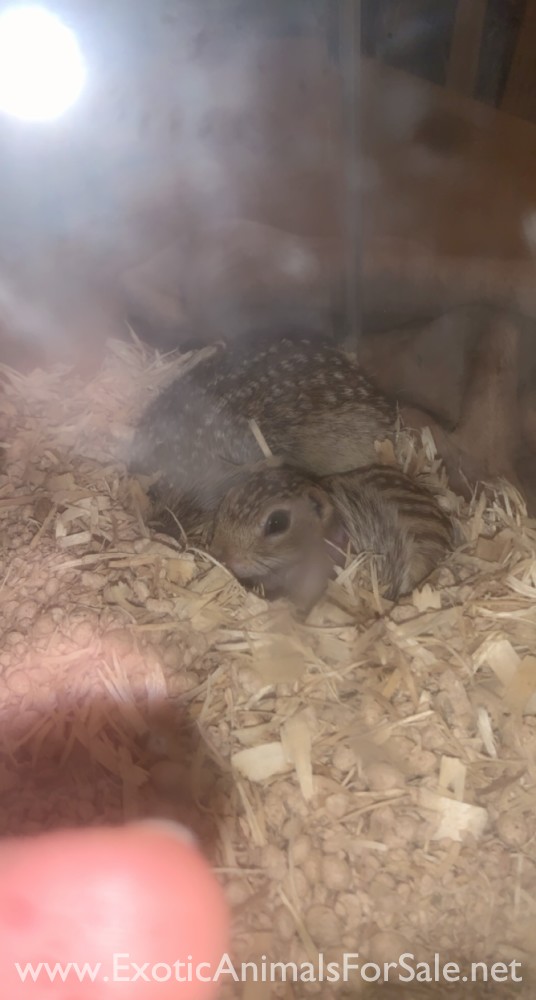 RARE Ground Squirrel Breeding Pair for Sale