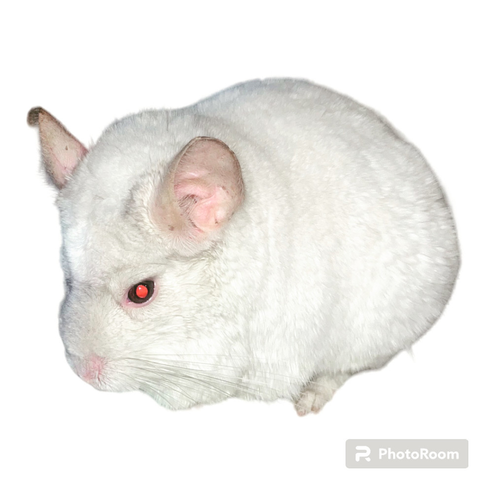 Opal pink white chinchilla for Sale