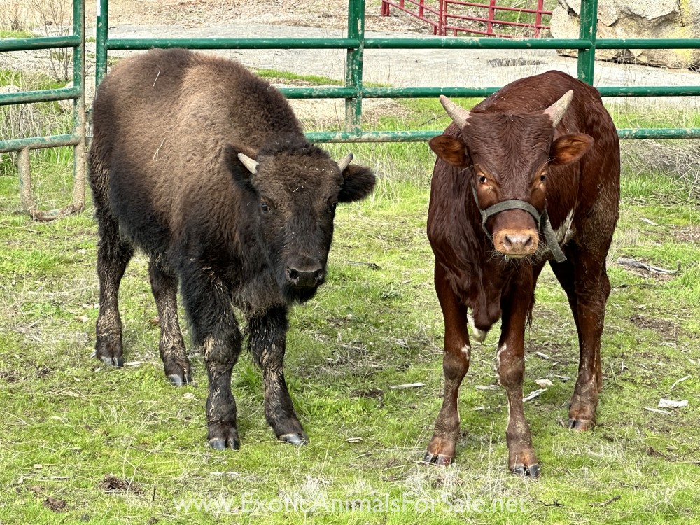 Bison bull calf for Sale