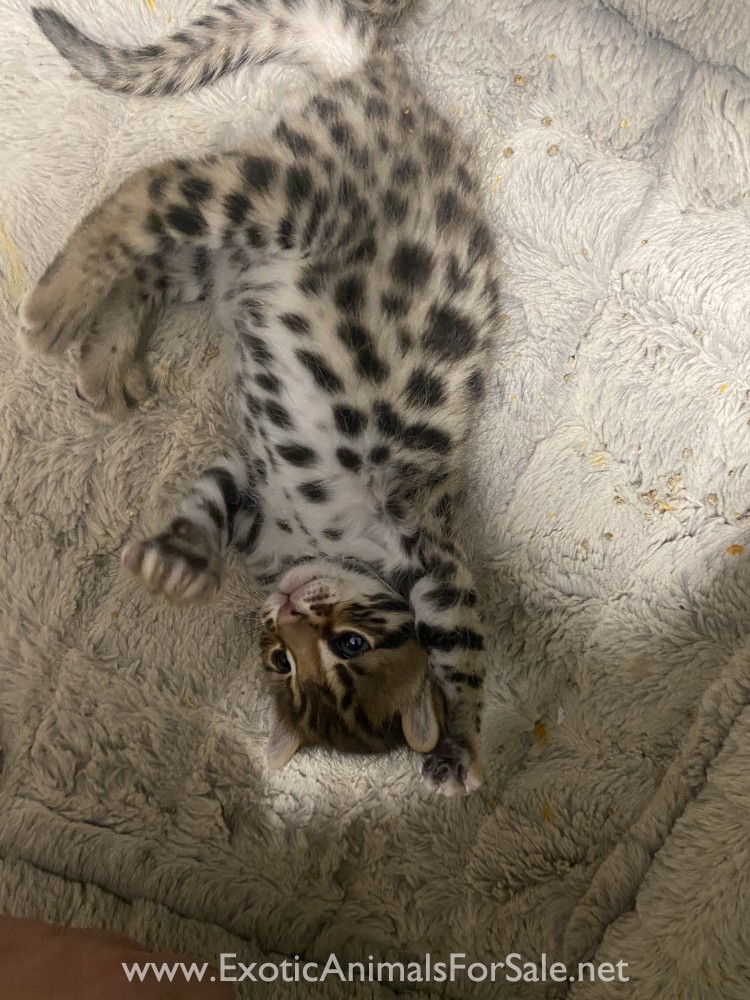 First generation bengal male (50 asian leopard cat) for Sale