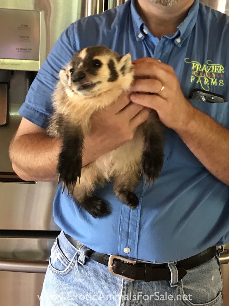 North American Badger Babies for Sale