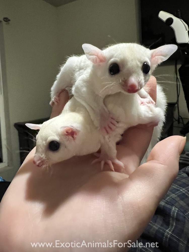Leucistic Sugar Glider Joeys for Sale w/Lineage for Sale