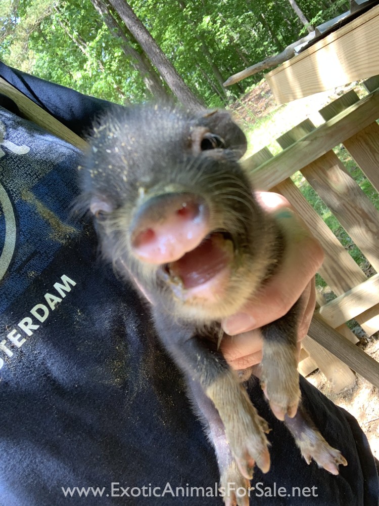 Mini pot belly pig for Sale