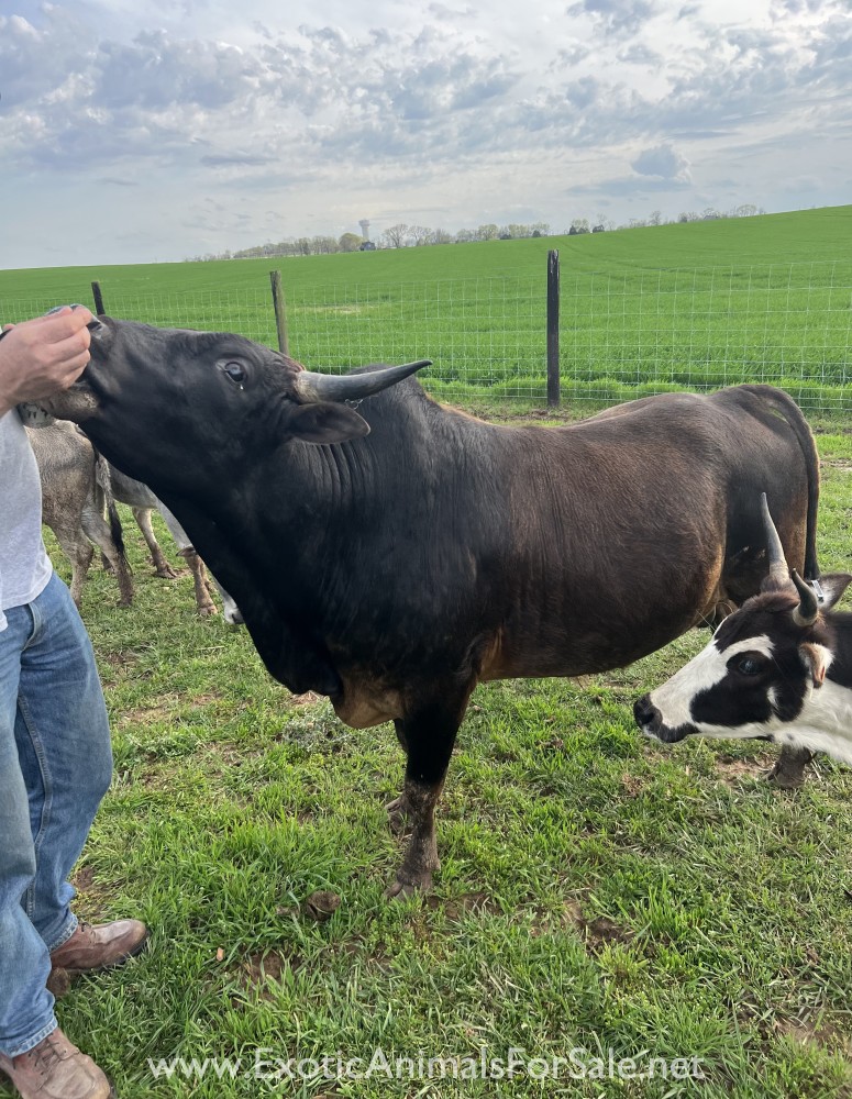 Mini Zebu Bull for Sale