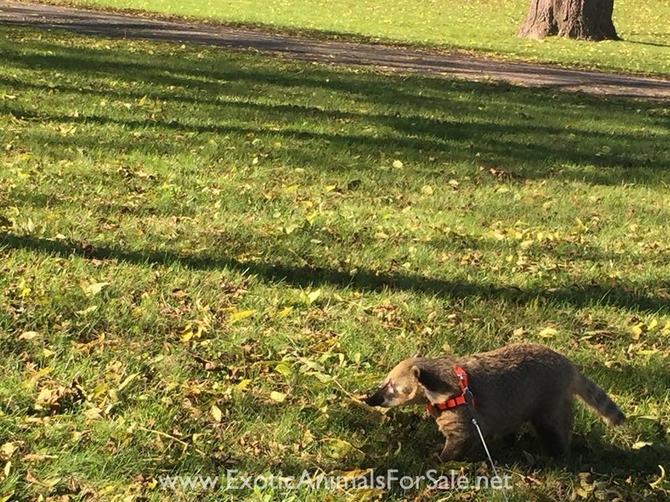 Pet Coatimundi for Sale
