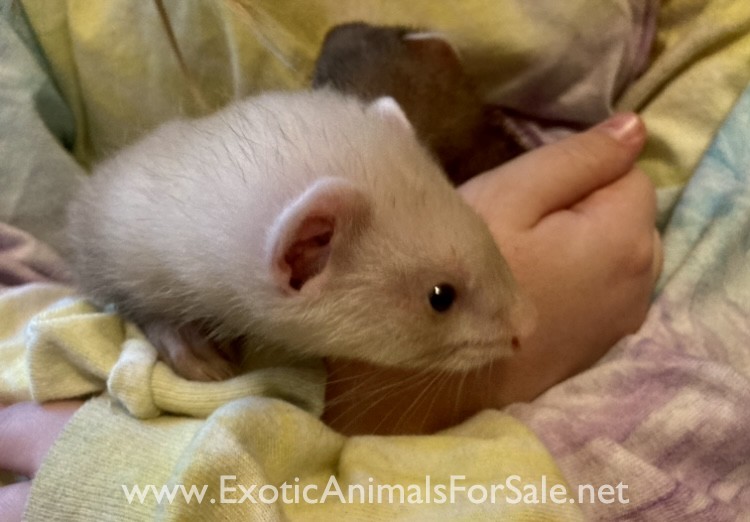 Baby Ferrets for Sale