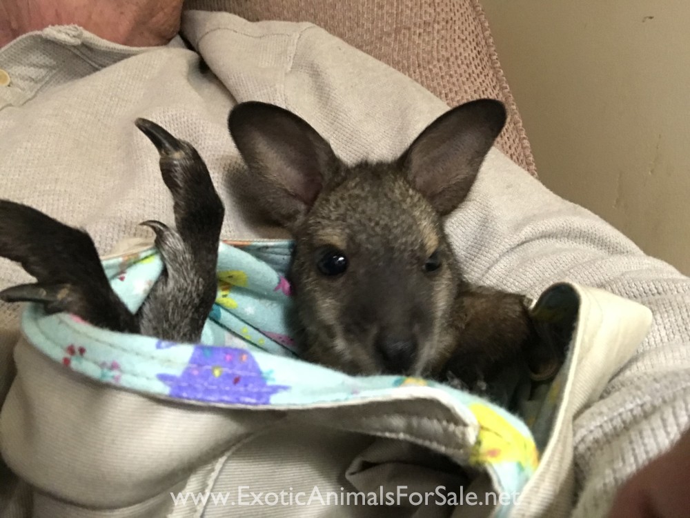 wallaby for Sale