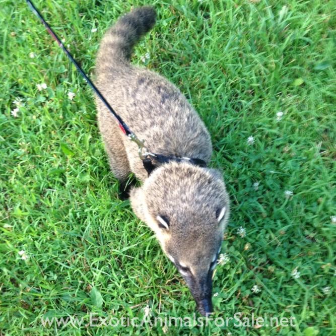 Pet Coatimundi for Sale