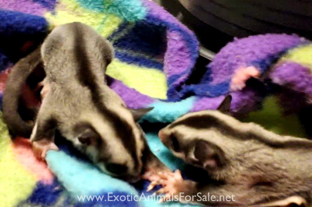 Sugar Gliders for Sale