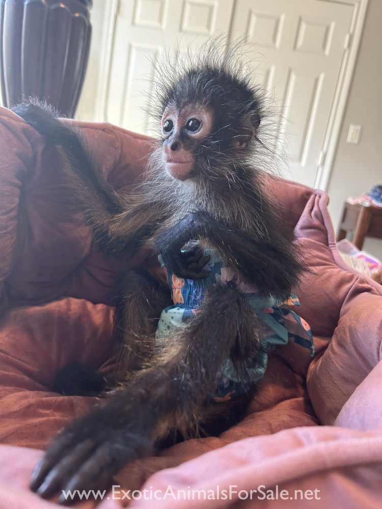 Spider Monkey Baby for Sale
