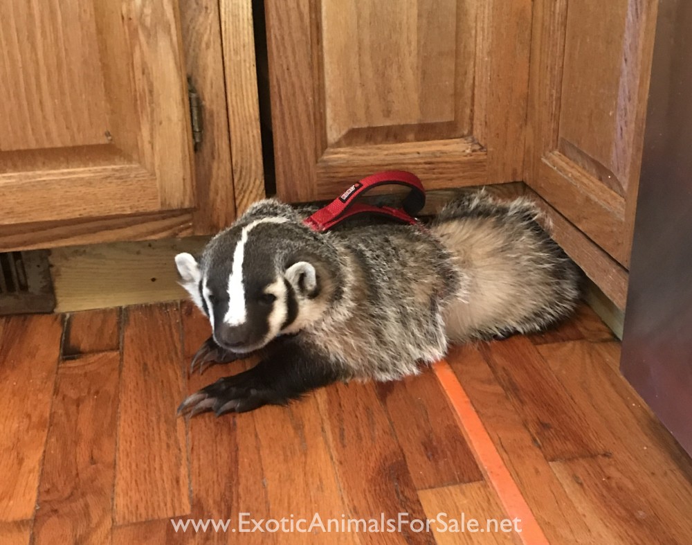 North American Badger Babies for Sale