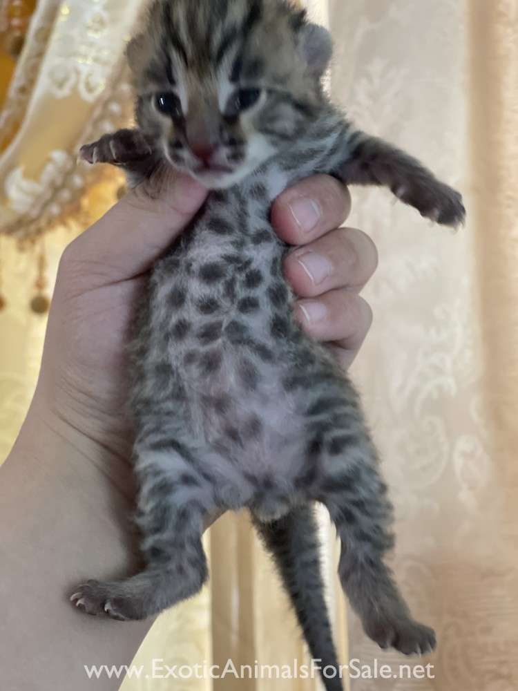 75 Asian leopard cat for Sale