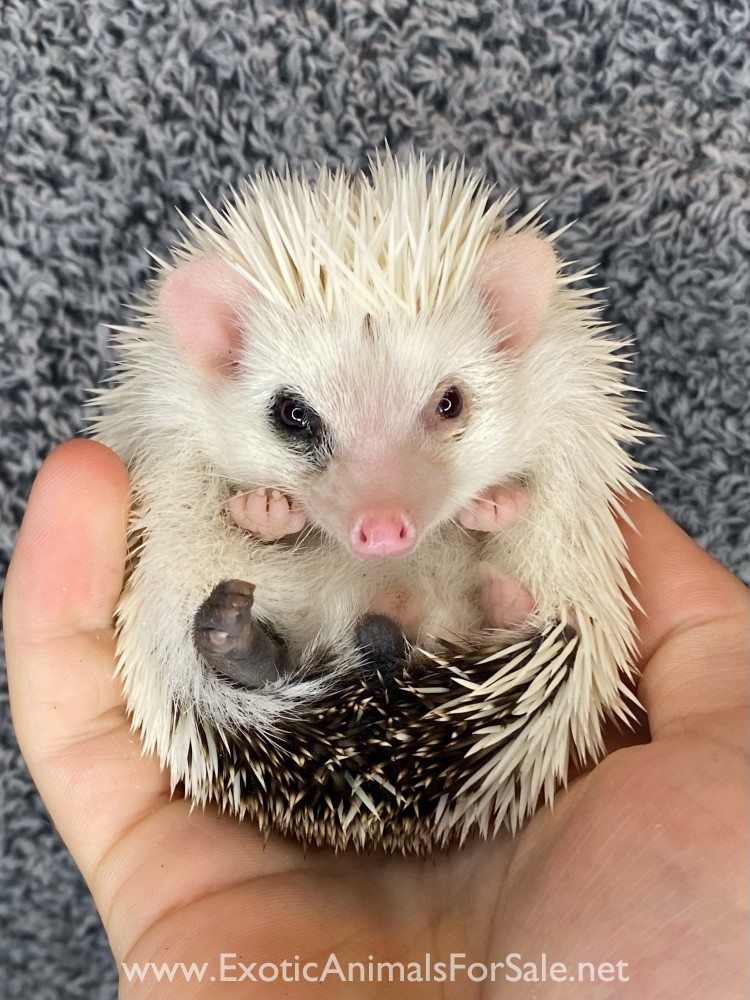 Hedgehogs for Sale