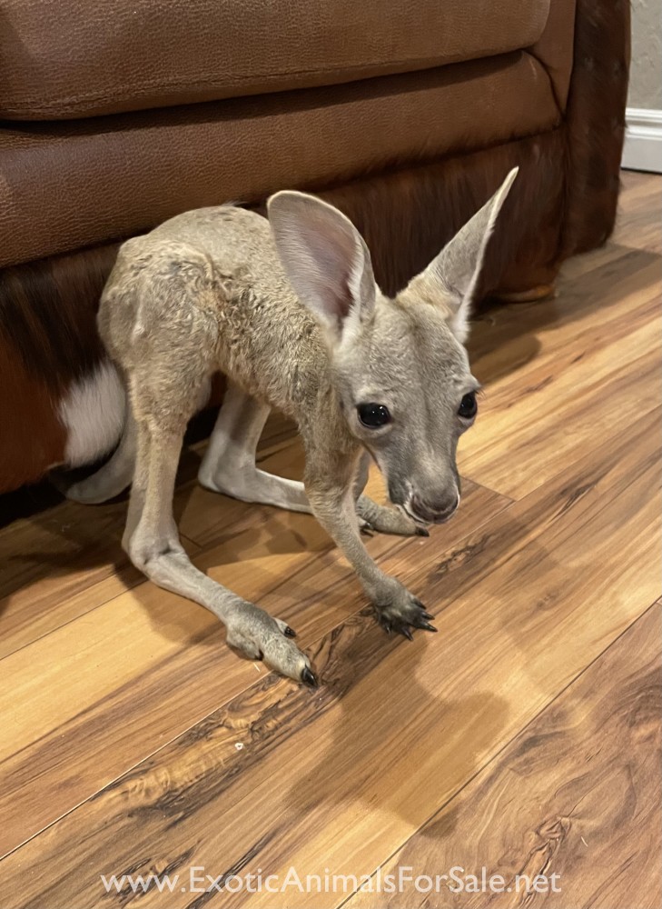 Kangaroos For Sale