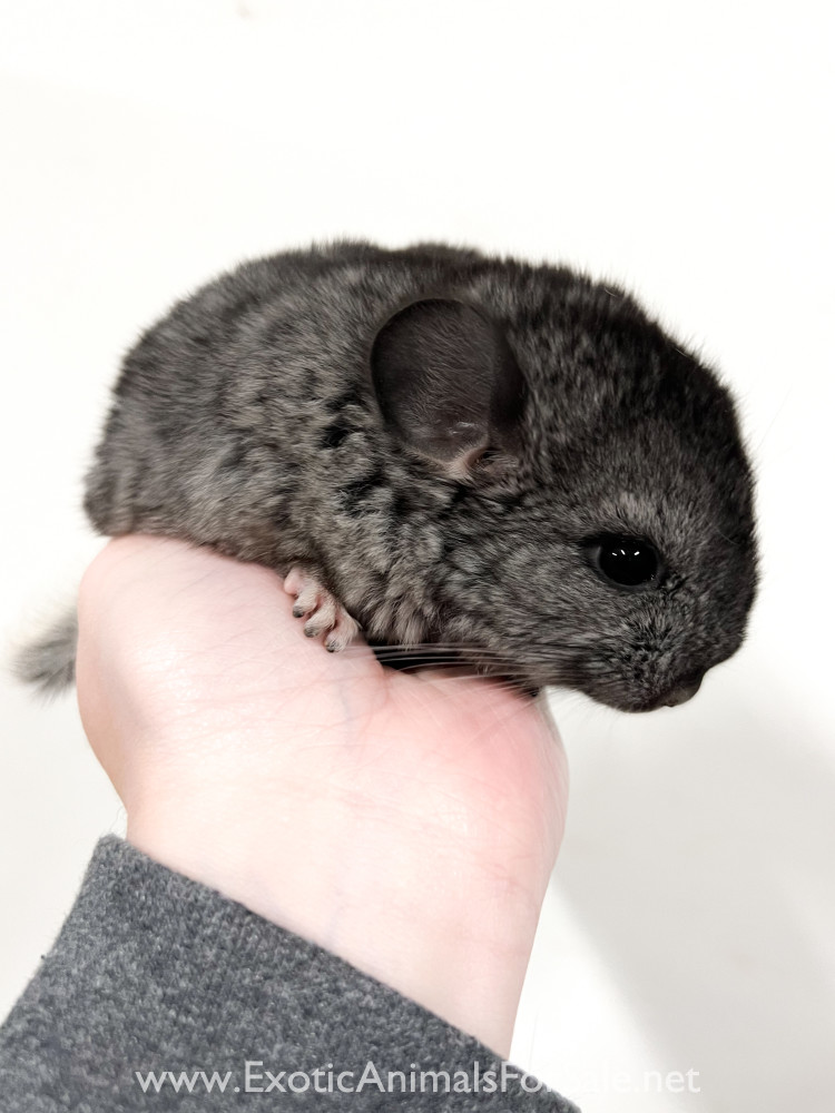 Various chinchillas for Sale