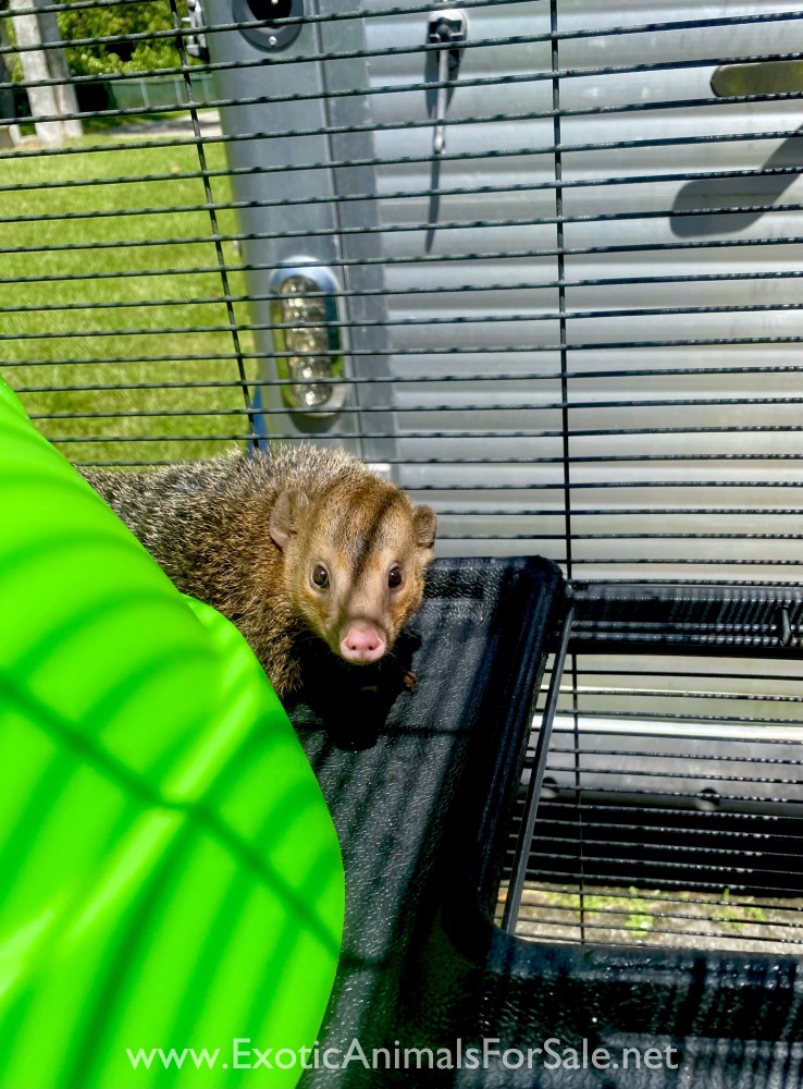 Mongoose pair for Sale