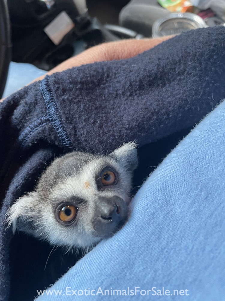 Baby Lemur for Sale