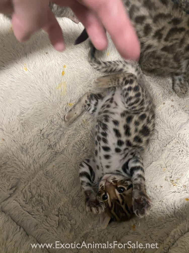 First generation bengal male (50 asian leopard cat) for Sale