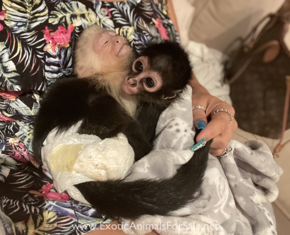 Spider monkey baby for Sale