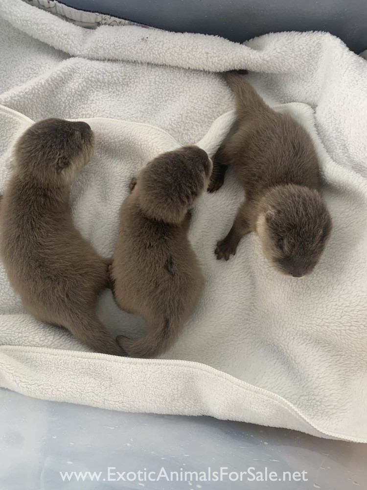Asian Small Clawed Otters For Sale asian-small-clawed-otters-for-sale