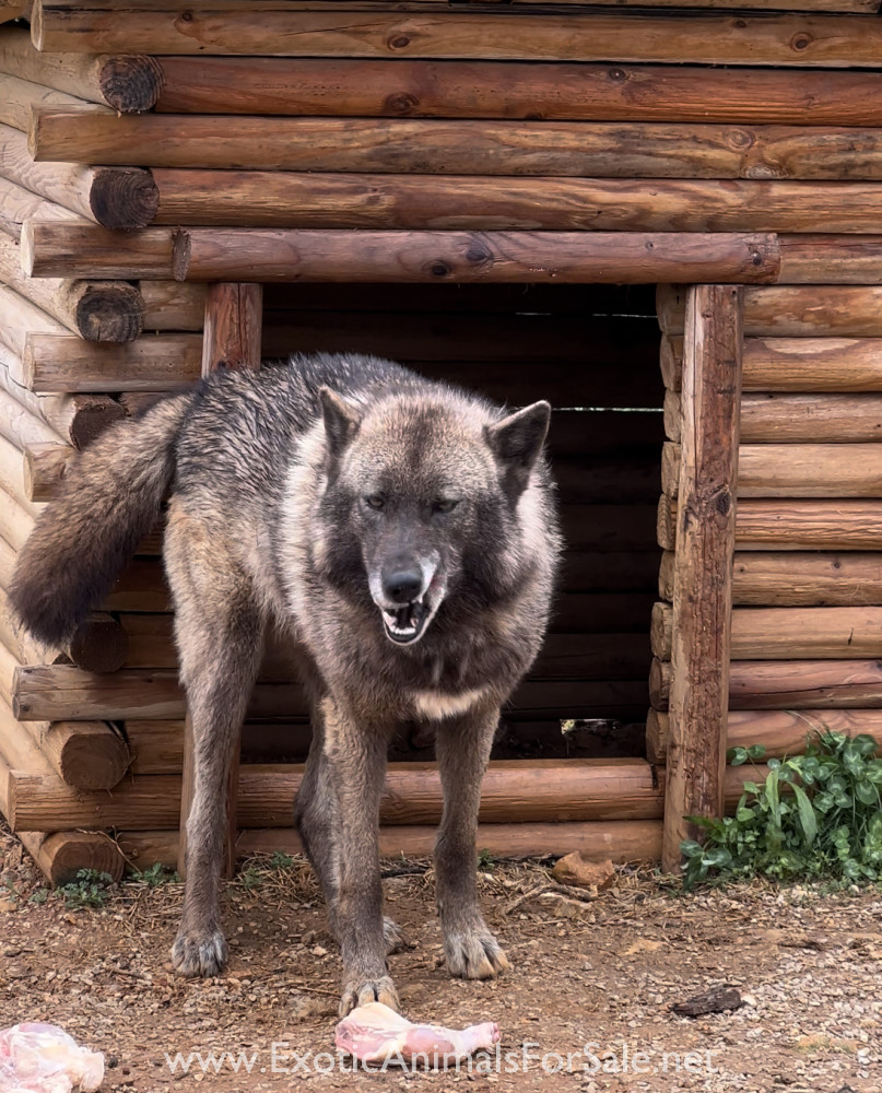 Wolfdog puppies for Sale