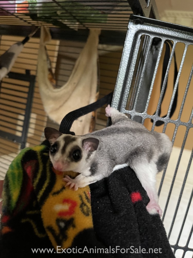 Sugar gliders for Sale