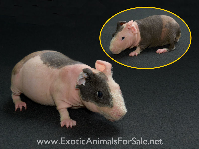 Skinny Pigs for Sale