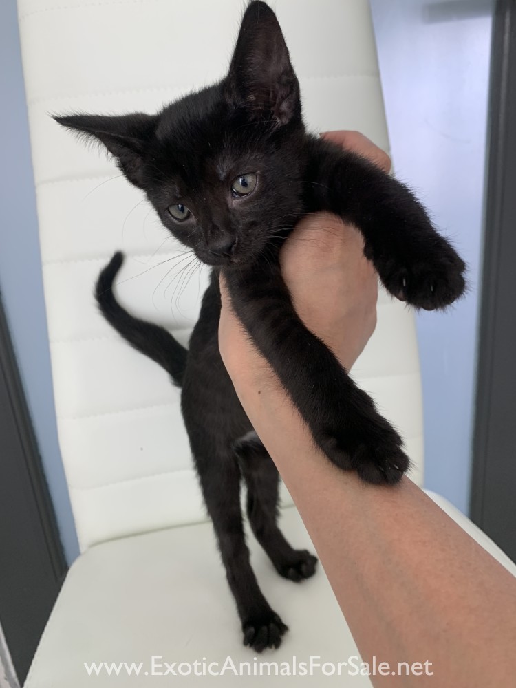 F3 melanistic female savannah for Sale