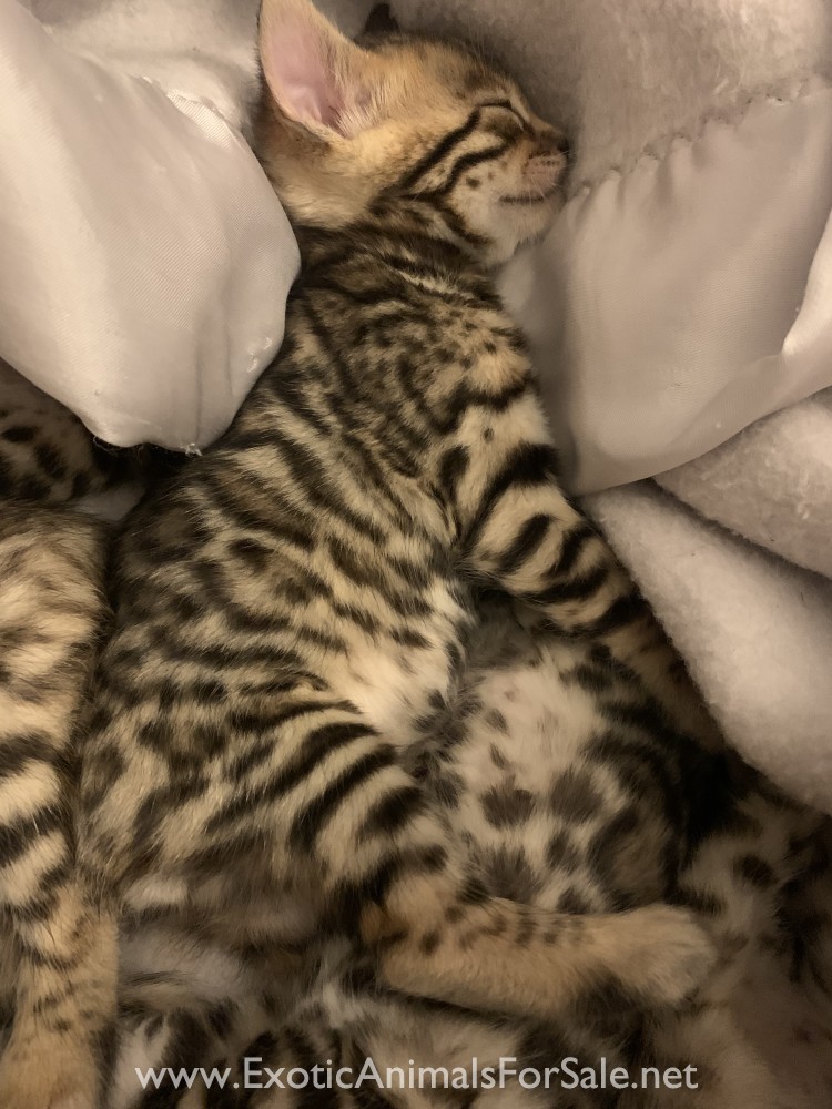 F3 Bengal kittens for Sale