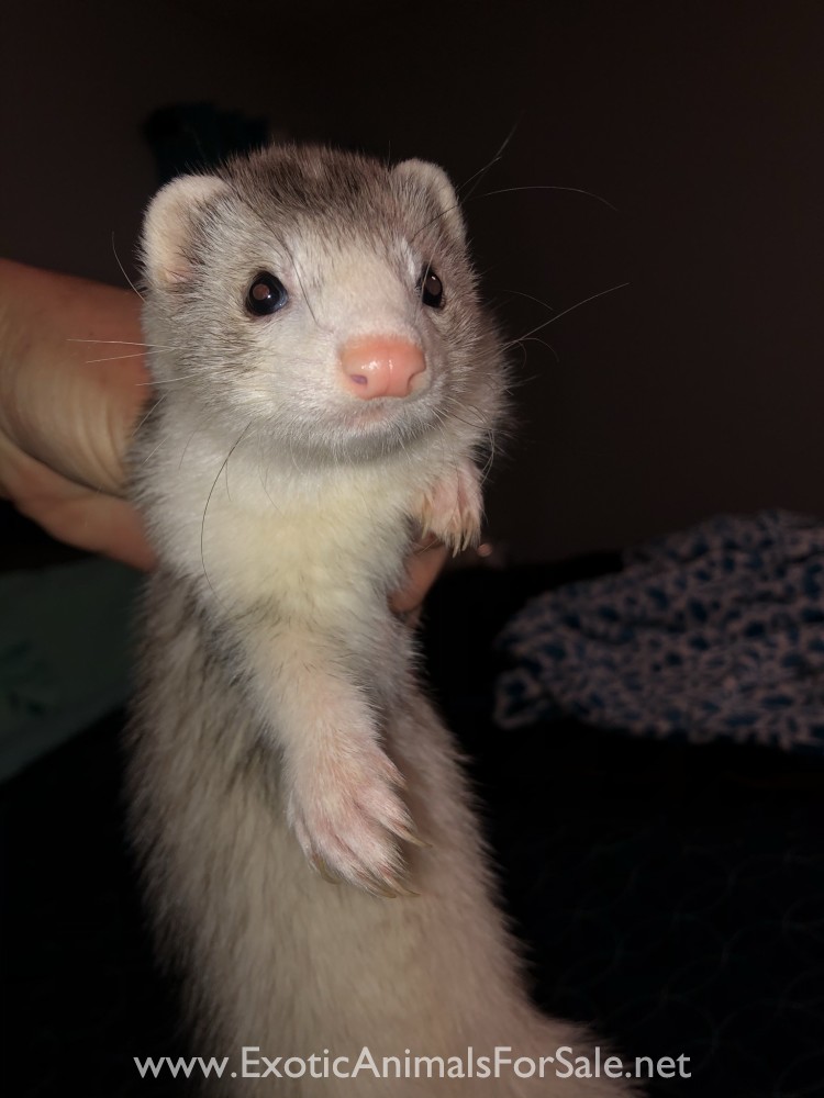 Female Ferret for breeding for Sale