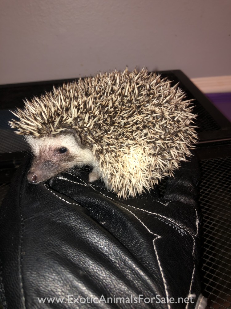 hedgehogs for Sale