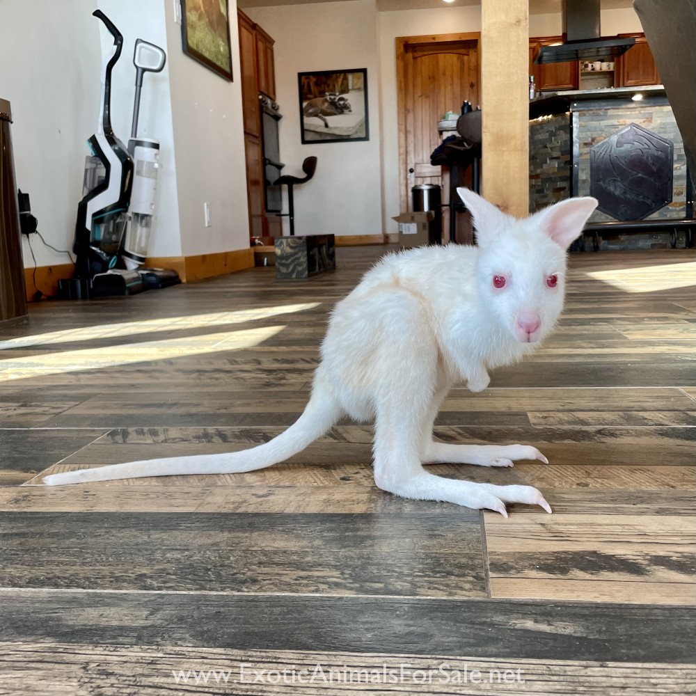 Bottle Baby Wallabies & Kangaroos for Sale