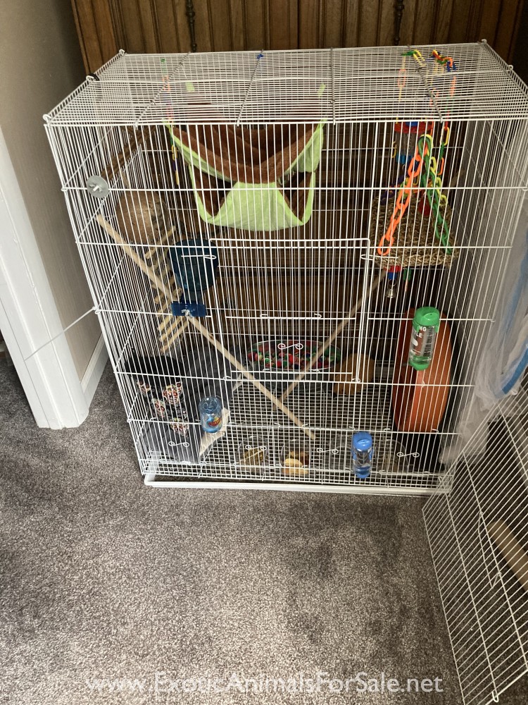 2 Sugar Gliders with cage and supplies for Sale
