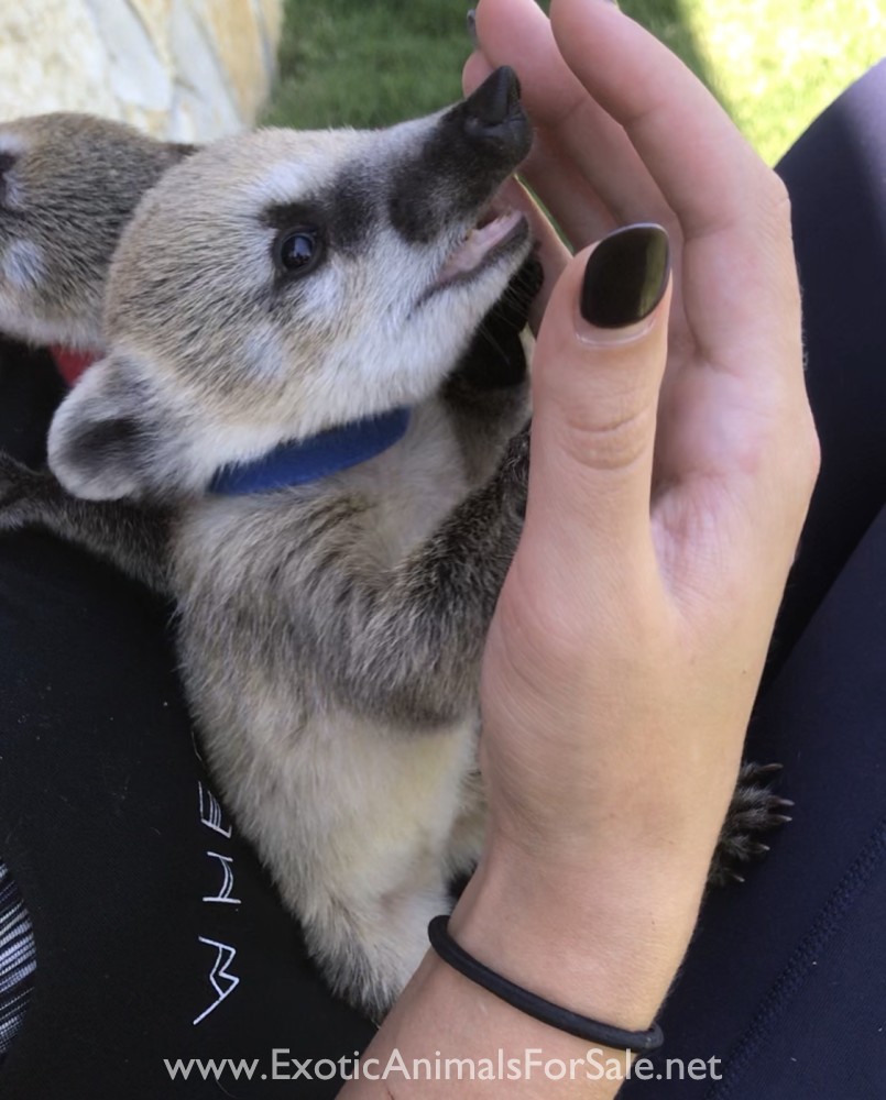 Bottle Baby Coatis / Coatimundi for Sale