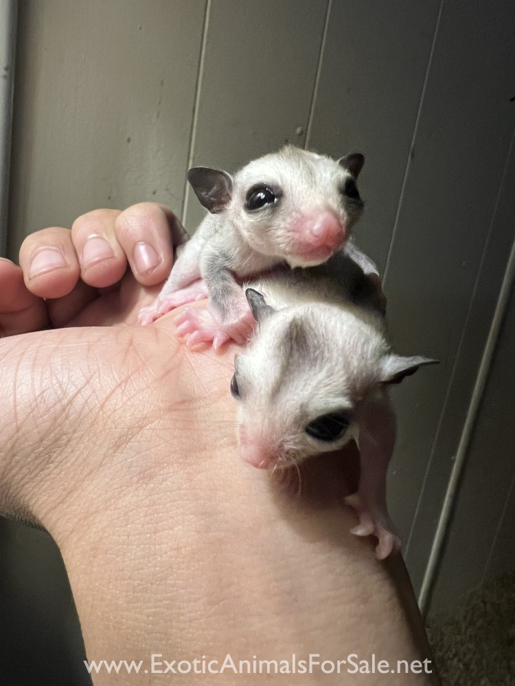 Sugar Glider Joeys for Sale