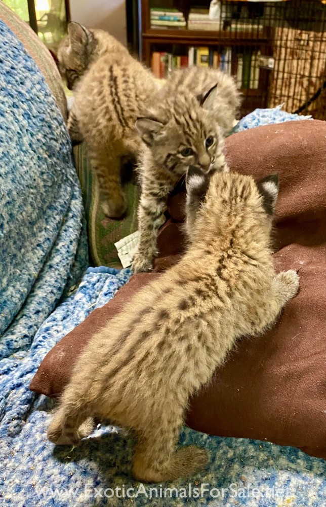 Bobcat kittens for Sale