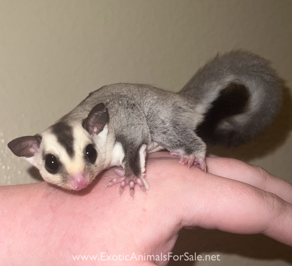 Sugar Gliders for Sale