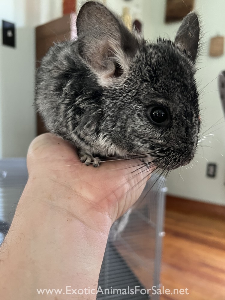 10 Week Standard Female Chinchilla for Sale