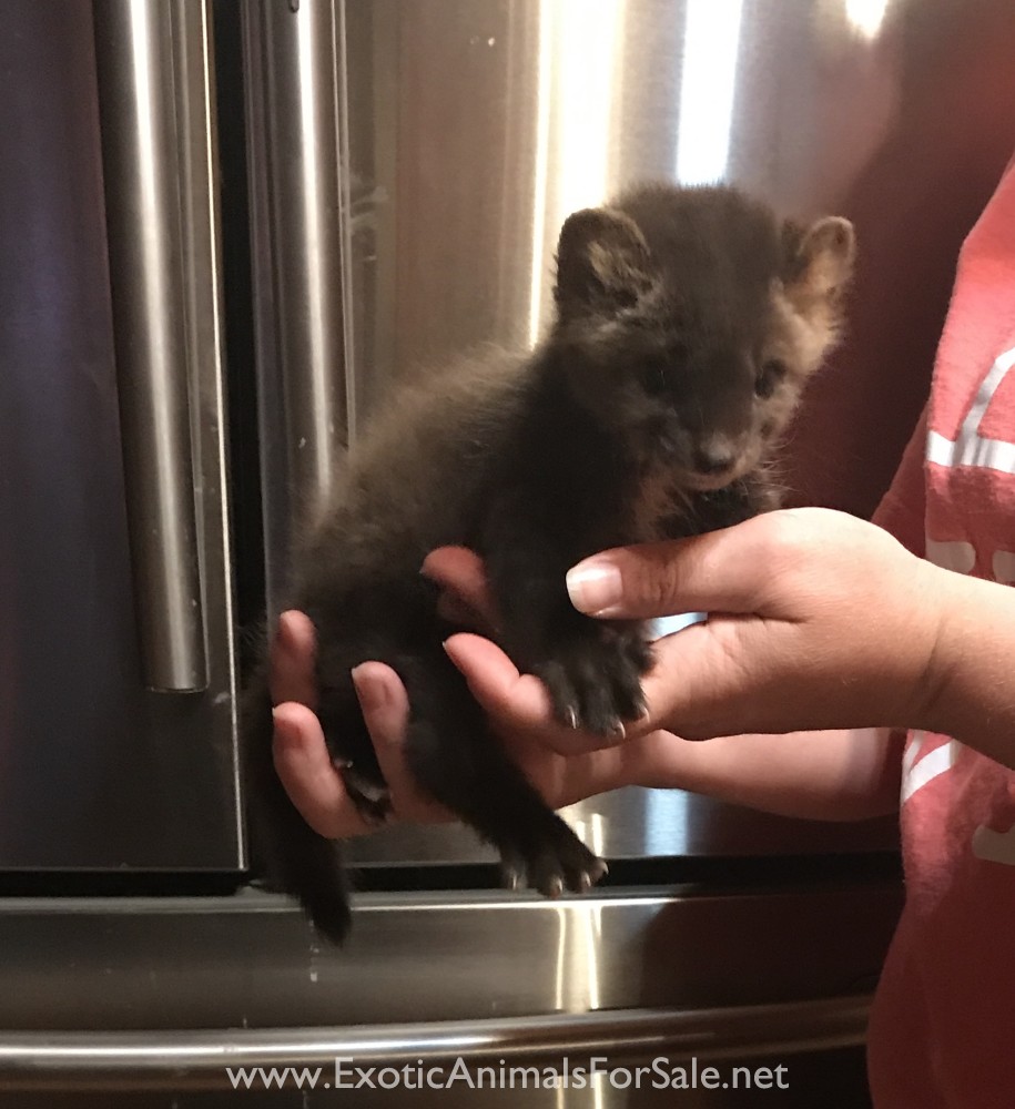 North American Pine Marten for Sale