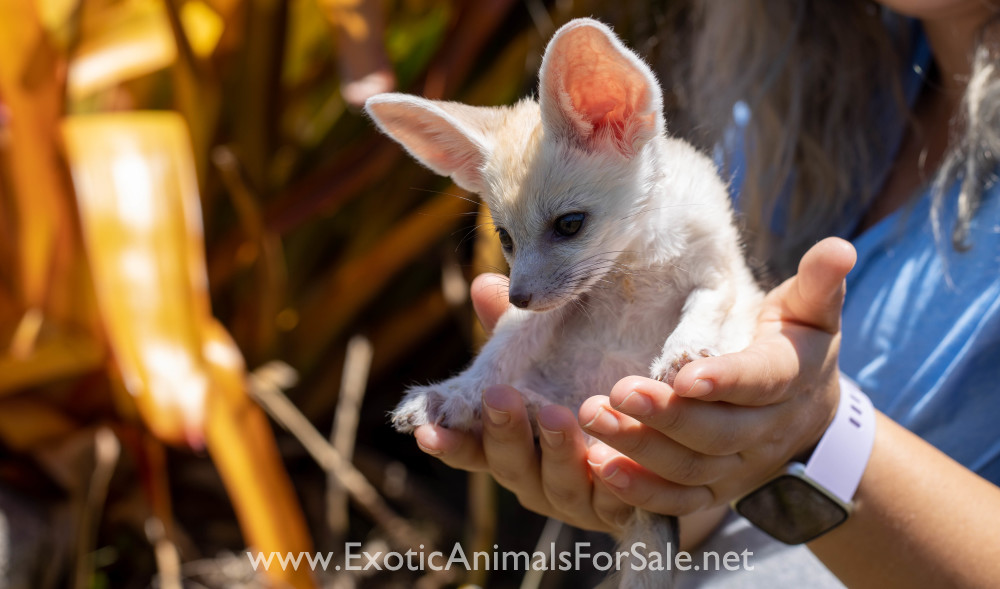 Fennec Foxes Available for Sale
