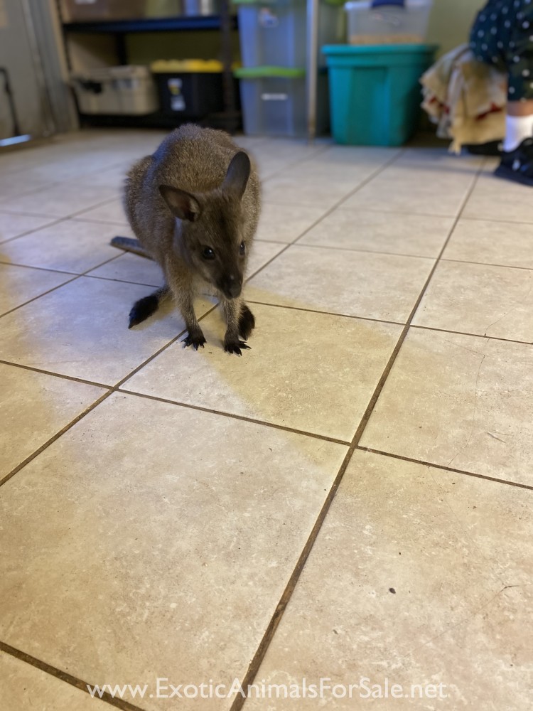 Wallaby for Sale